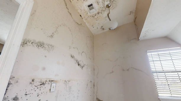 Mold Odor Removal Services in Superior, CO