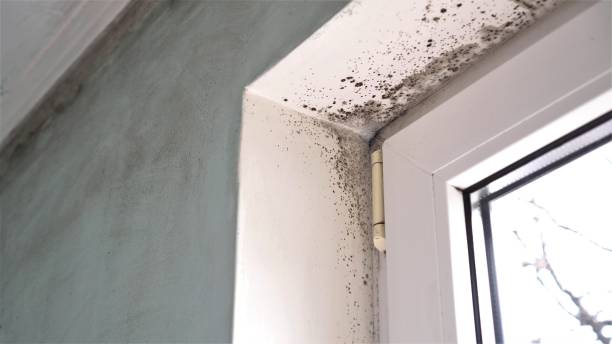 Best Emergency Mold Remediation  in Superior, CO